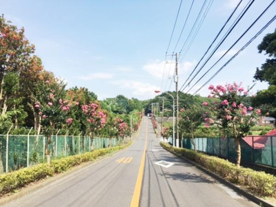 道路の両側には花が咲く木々が並び景観が整っています。広々とした道幅で通行しやすい環境です。周囲に自然が多く落ち着いた雰囲気が感じられます。フェンスや植栽も丁寧に管理されています。