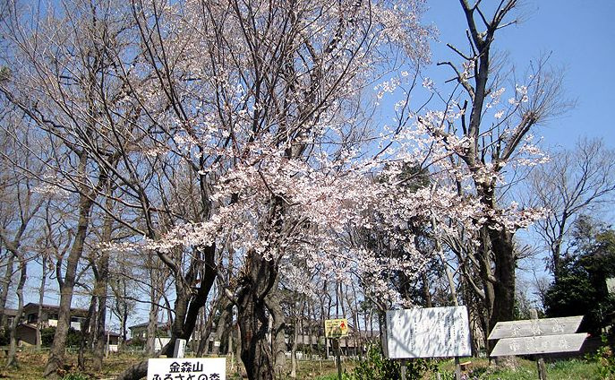 金森山市民の森